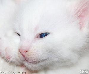 Układanka Biały kot twarzy