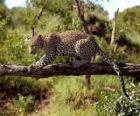 Jaguar na gałęzi drzewa