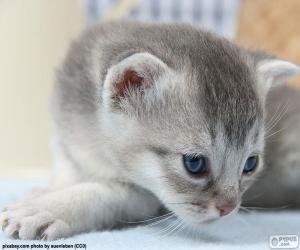 Układanka Szary i niebieskie oczy kota