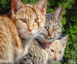 Układanka Trzy koty oglądania