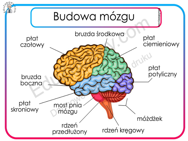 mózg puzzle